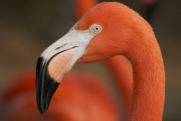 Fototapeta premium pink beak