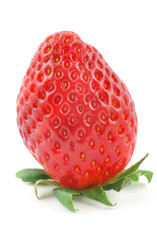 fresh delicious strawberry standing on its stalk