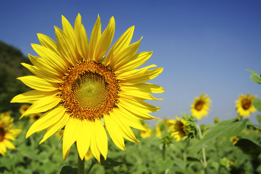 sunflower in the fields