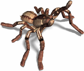 spider tasting something