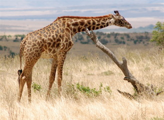 Naklejka na ściany i meble giraffe in masai mara, kenya