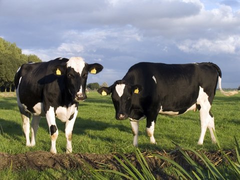 dutch cows