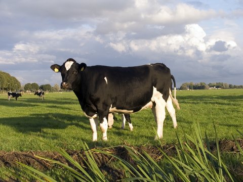 dutch cow