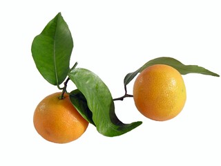 two mandarines