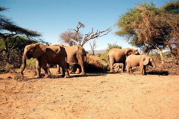 Fototapeta na wymiar elephants in samburu national reserve, kenya