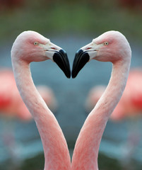 flamingo hart
