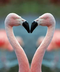Deurstickers Flamingo flamingo hart