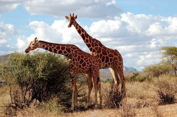 giraffe in samburu national reserve, kenya