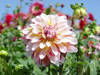 dahlie