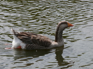 goose