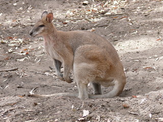 agile wallaby