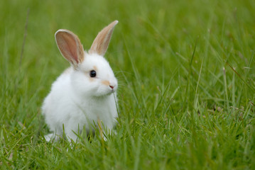 Fototapeta premium white rabbit on the grass