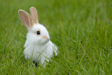 Fototapeta premium biały królik na trawie