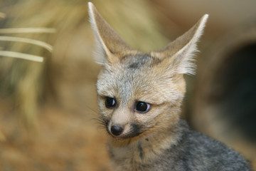 cape fox