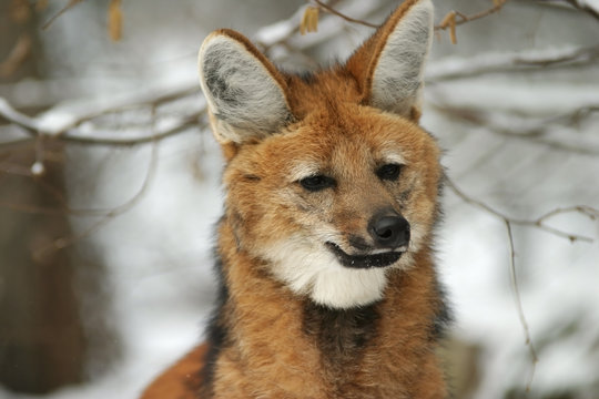 Fototapeta maned wolf in winter