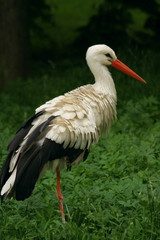 white stork