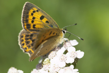farfalla