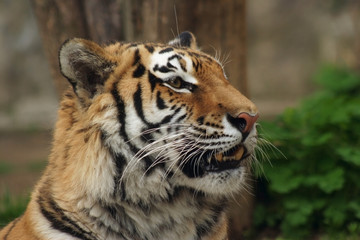 Fototapeta na wymiar siberian tiger, amur tiger