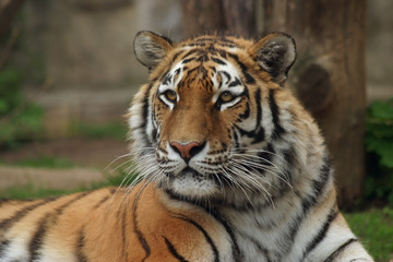 siberian tiger,  amur tiger - obrazy, fototapety, plakaty