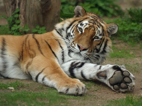 Fototapeta siberian tiger,  amur tiger