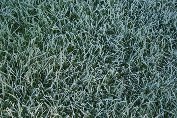frozen grass background