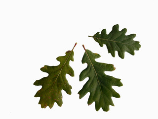 Fototapeta premium trois feuilles