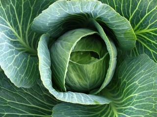 cabbage © Olga Langerova