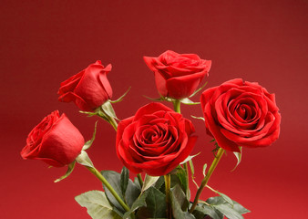 bouquet of roses on the red background