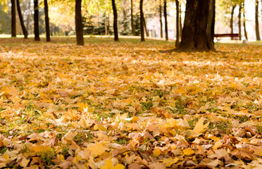autumn park