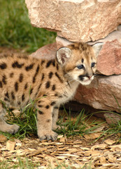 snow lepard