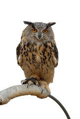 owl