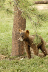 little bear