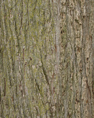 bark