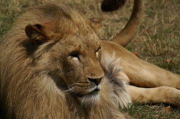 lion