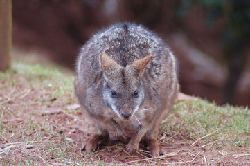 wallaby