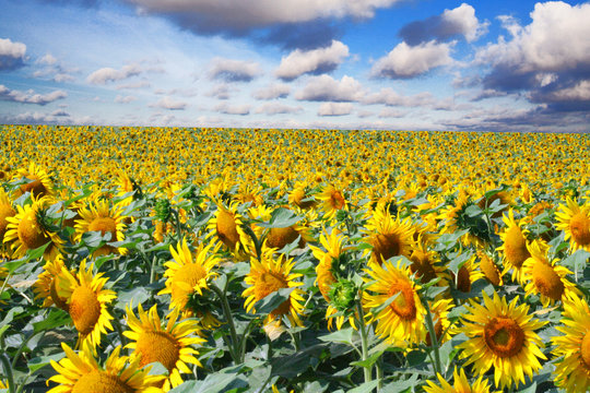 tournesols et ciel