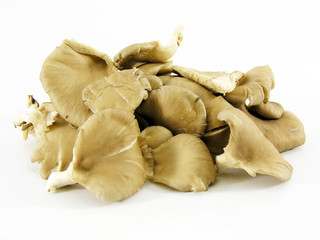 champignons pleurottes