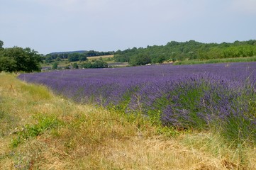 champs de lavande