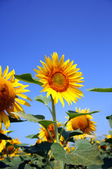 Naklejka premium tournesol