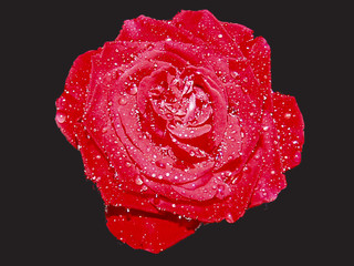 bloom