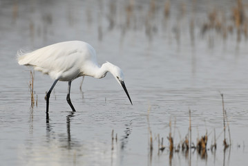 grand aigrette
