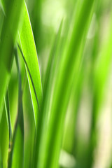 Fototapeta na wymiar spring grass