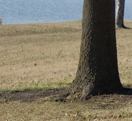tree by water