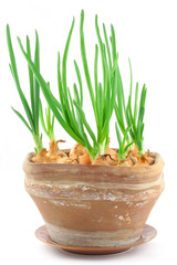 home-grown chive in a vintage pot