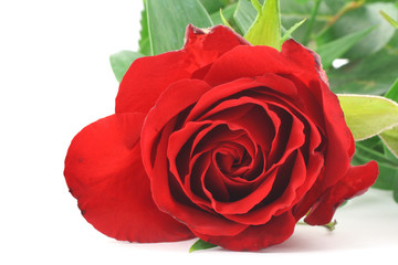 red rose - real macro