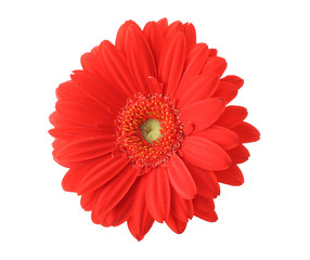 isolated red gerbera on pure white background