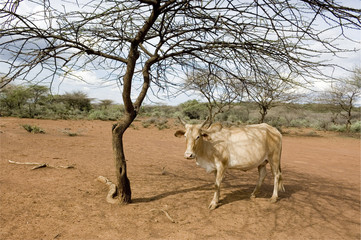 vache kenyane