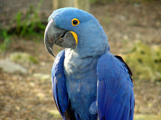 blue parrot @ sedgwick county zoo