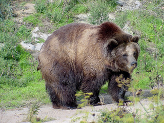 Obraz na płótnie Canvas Grizzly Bear @ Sedgwick County Zoo