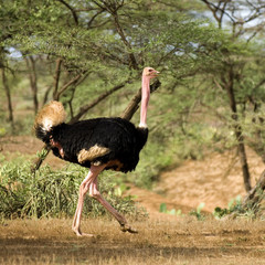 autruche en libert&eacute;